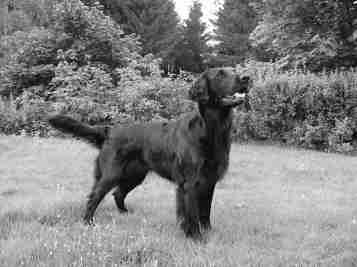 nadia - sort-hvit -02